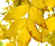 Золотая осень (ФОТО)