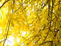 Золотая осень (ФОТО)