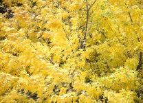 Золотая осень (ФОТО)