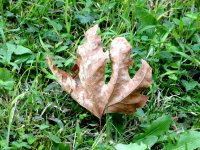 Золотая осень (ФОТО)