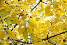 Золотая осень (ФОТО)