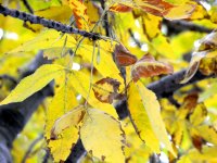 Золотая осень (ФОТО)