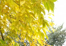 Золотая осень (ФОТО)