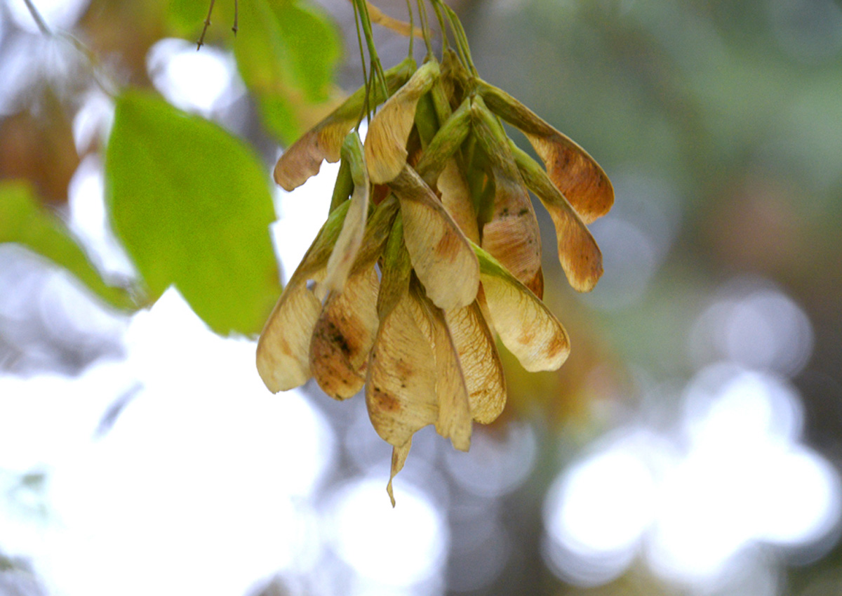 Золотая осень (ФОТО)