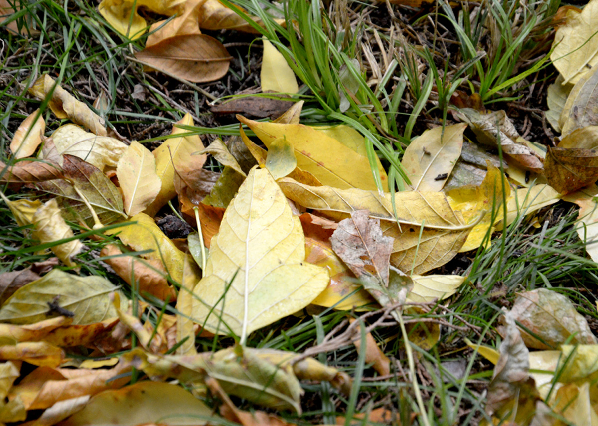 Золотая осень (ФОТО)