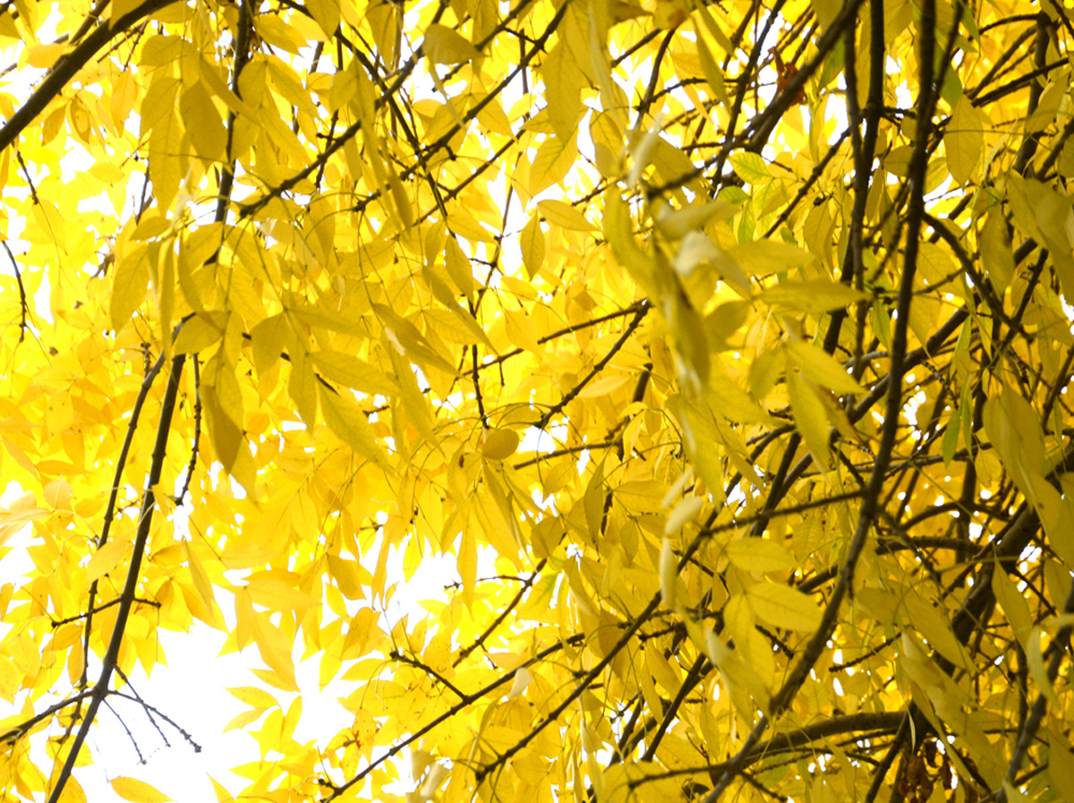 Золотая осень (ФОТО)