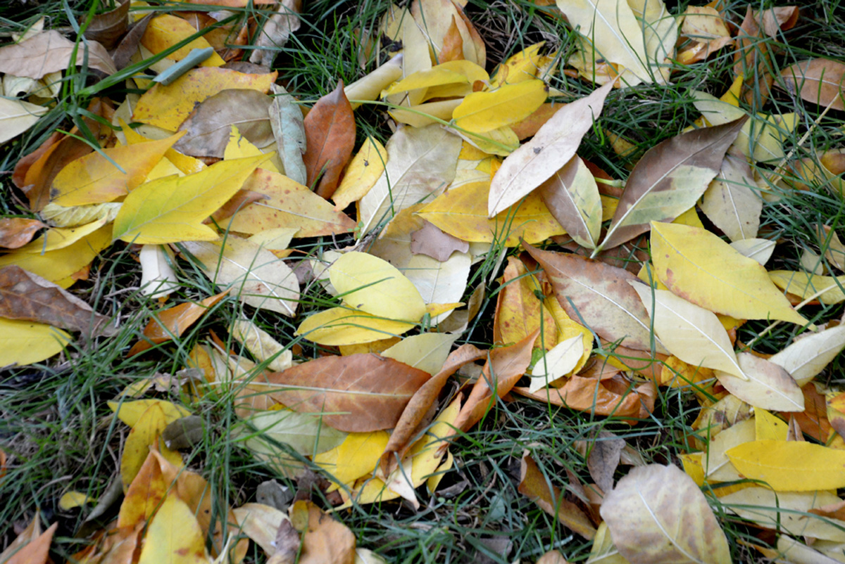 Золотая осень (ФОТО)