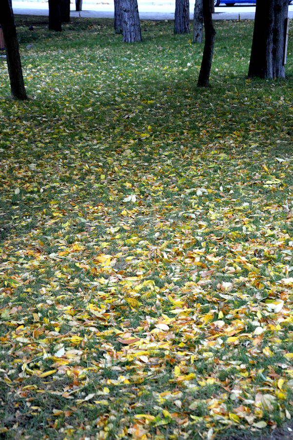 Золотая осень (ФОТО)