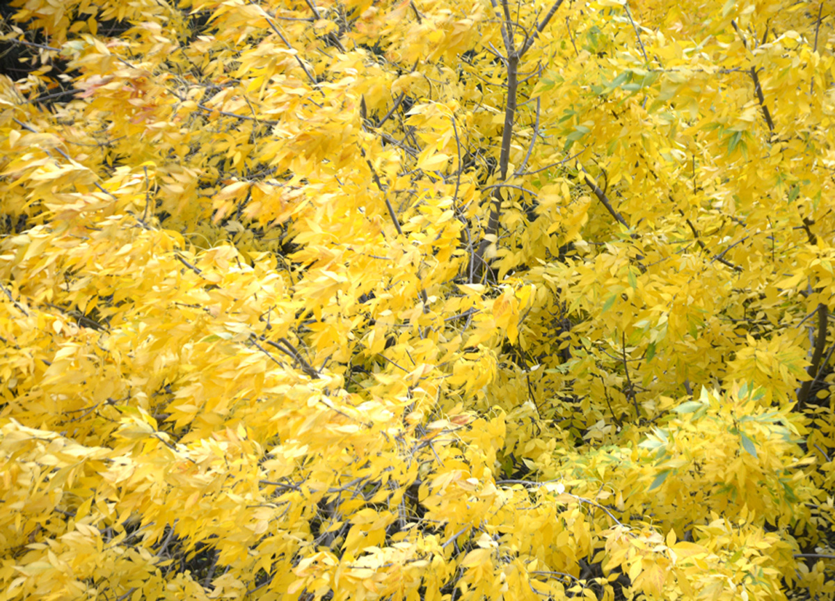 Золотая осень (ФОТО)