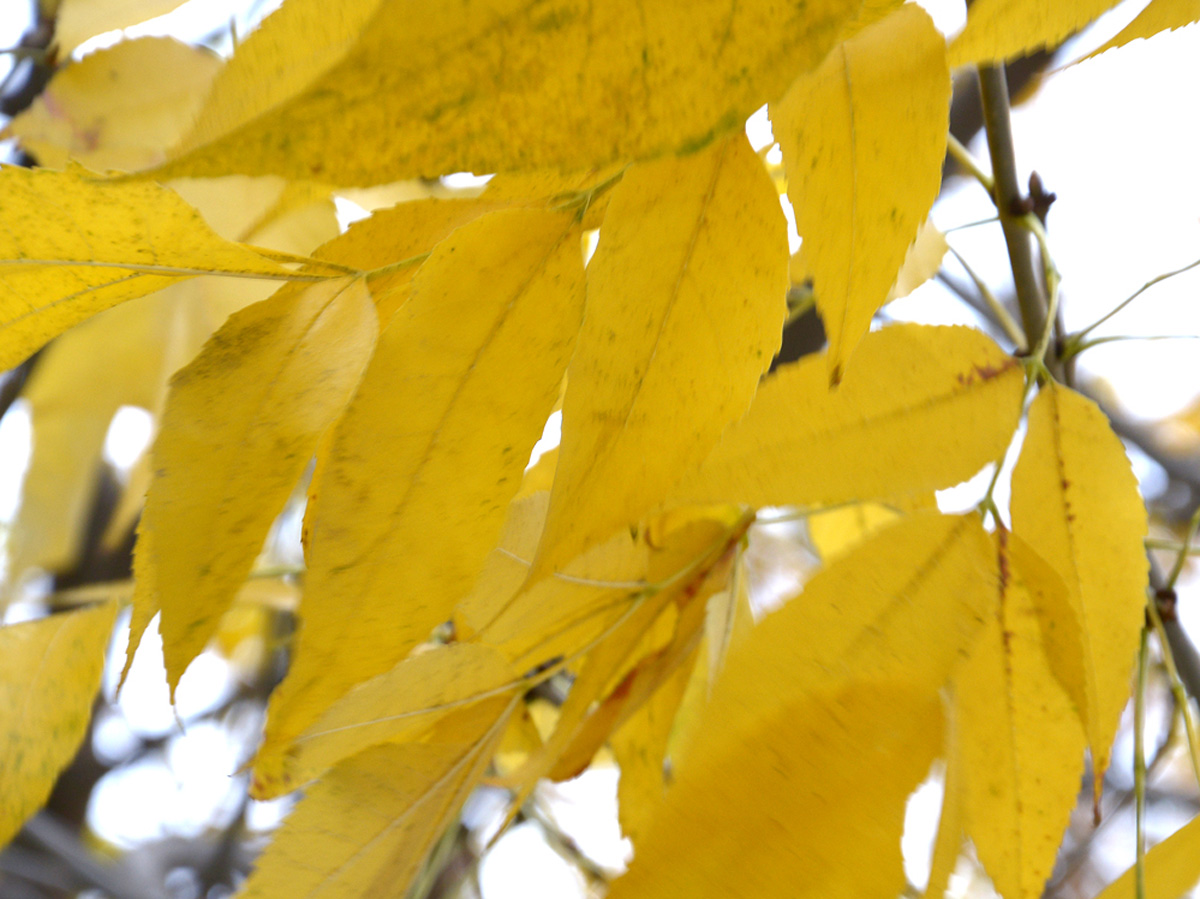 Золотая осень (ФОТО)