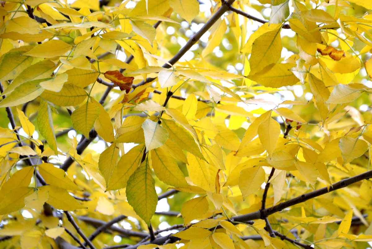 Золотая осень (ФОТО)