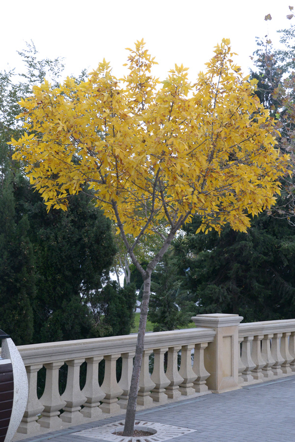 Золотая осень (ФОТО)