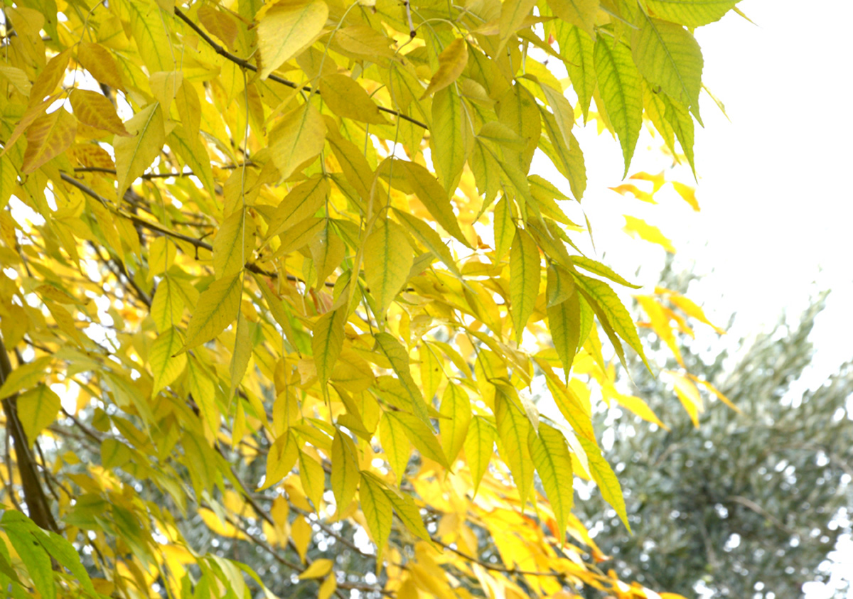 Золотая осень (ФОТО)