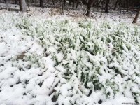 Бакинский снег – шансон (ФОТО,АУДИО)