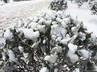 Бакинский снег – шансон (ФОТО,АУДИО)