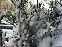 Бакинский снег – шансон (ФОТО,АУДИО)