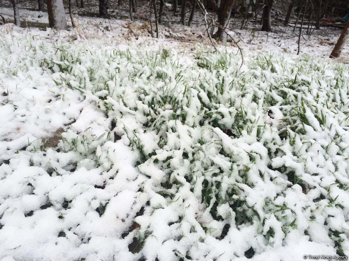 Бакинский снег – шансон (ФОТО,АУДИО)