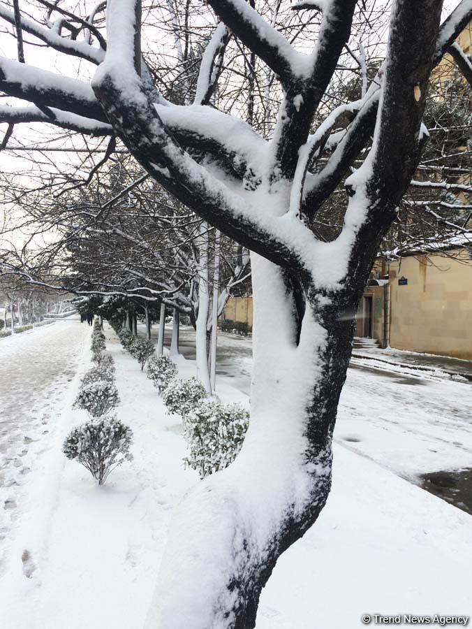 Бакинский снег – шансон (ФОТО,АУДИО)