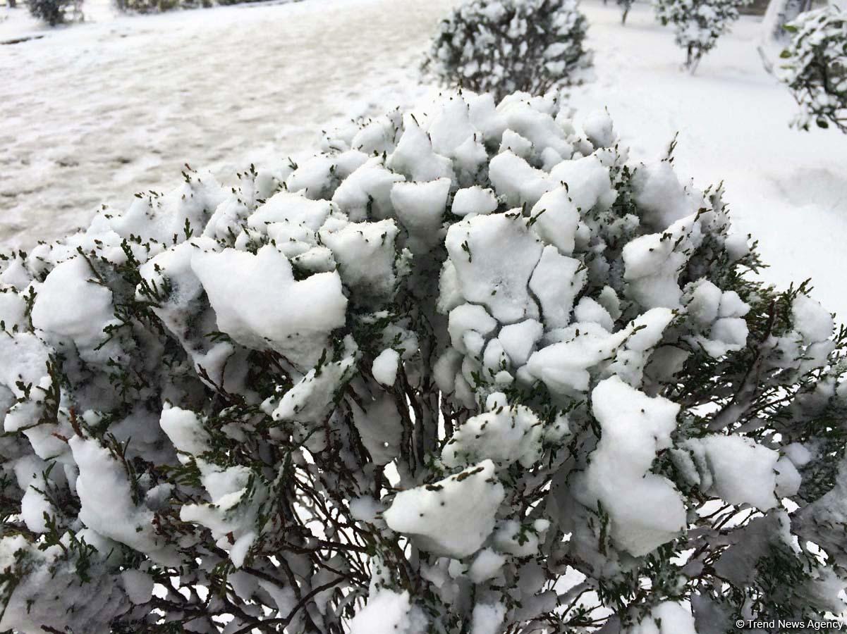 Бакинский снег – шансон (ФОТО,АУДИО)