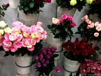 В Азербайджане отмечают Международный женский день (ФОТО)