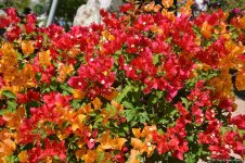 Фантастические экскурсии Таиланда с экстримом (ФОТО)