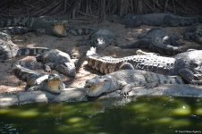 Фантастические экскурсии Таиланда с экстримом (ФОТО)