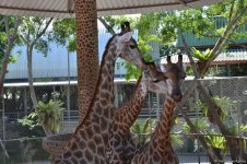 Фантастические экскурсии Таиланда с экстримом (ФОТО)