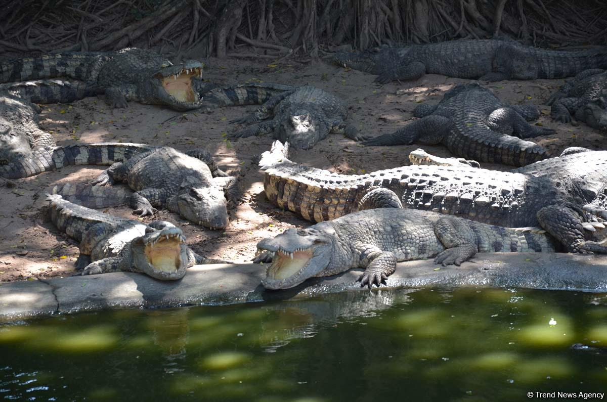 Фантастические экскурсии Таиланда с экстримом (ФОТО)
