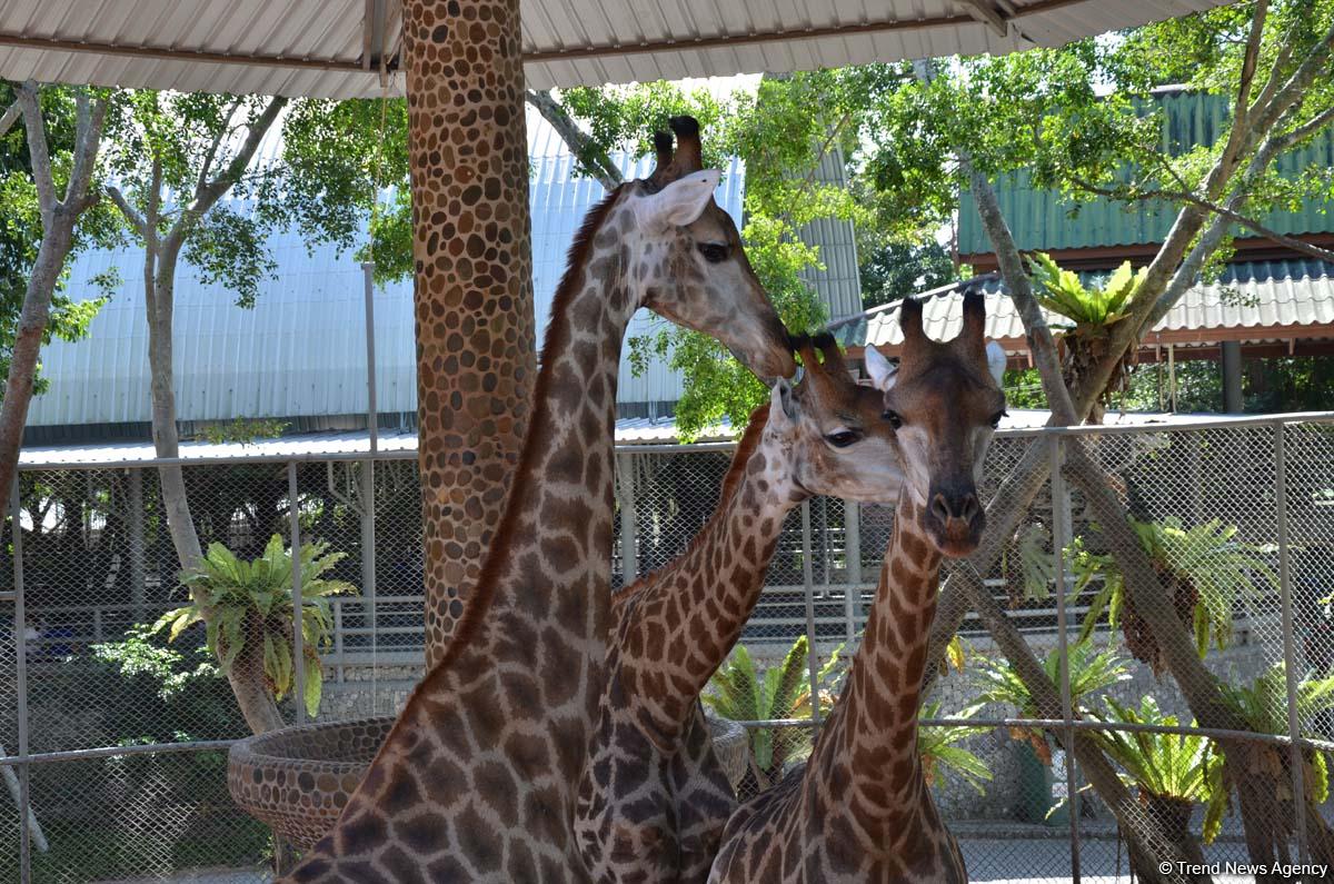 Фантастические экскурсии Таиланда с экстримом (ФОТО)