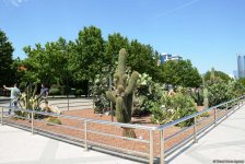 Уникальное путешествие по Бакинскому бульвару для гостей "Формулы-1" (ФОТОРЕПОРТАЖ)