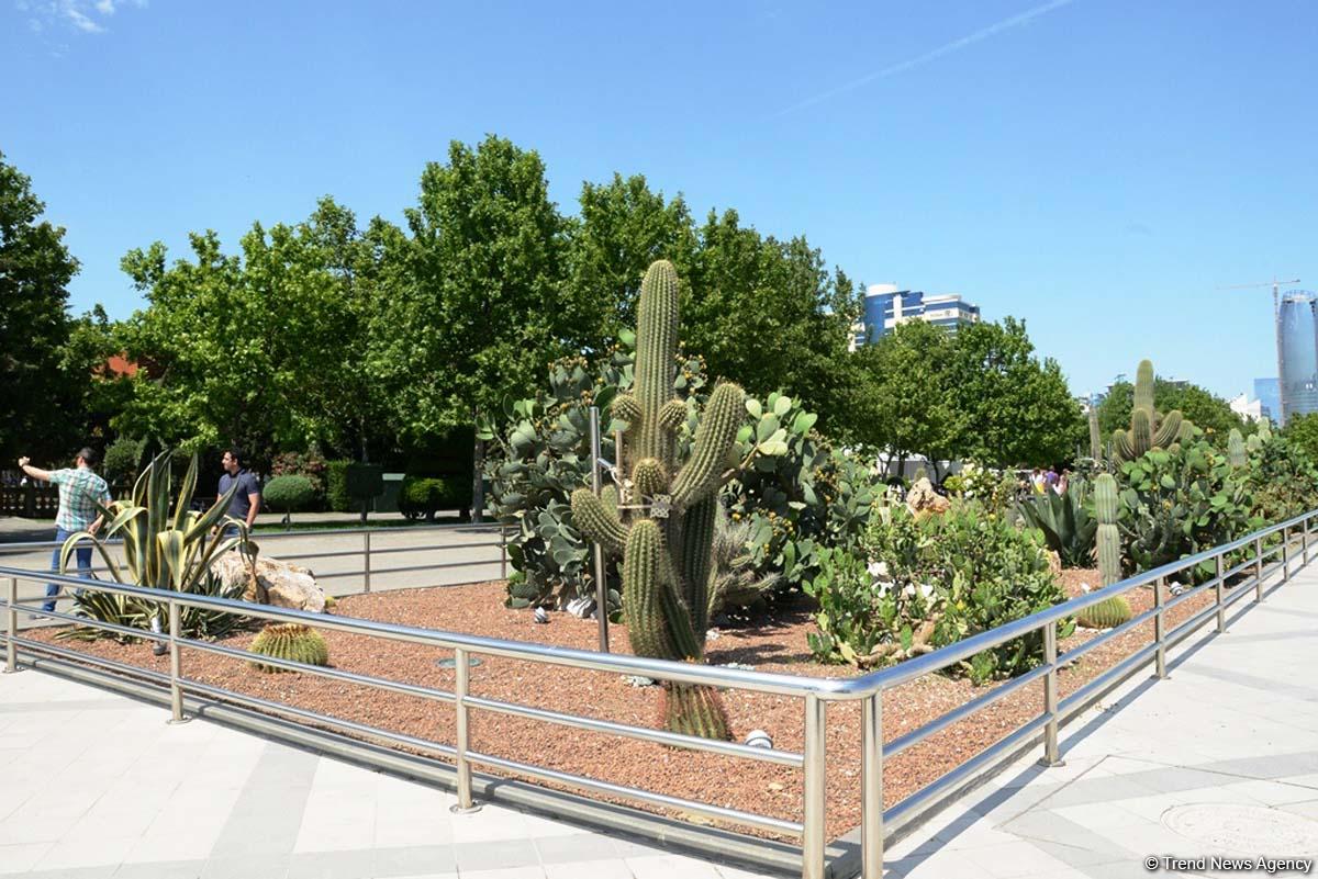 Уникальное путешествие по Бакинскому бульвару для гостей "Формулы-1" (ФОТОРЕПОРТАЖ)