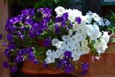 Путешествие в Европу: Молодожены Франкфурта на площади Рёмерберг (часть 2, ФОТО)