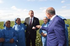 Президент Ильхам Алиев осмотрел плантации хлопка в Сальяне (ФОТО)