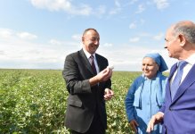 Президент Ильхам Алиев осмотрел плантации хлопка в Сальяне (ФОТО)