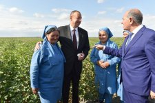 Президент Ильхам Алиев осмотрел плантации хлопка в Сальяне (ФОТО)