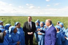 Президент Ильхам Алиев осмотрел плантации хлопка в Сальяне (ФОТО)
