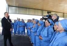 Президент Ильхам Алиев осмотрел плантации хлопка в Сальяне (ФОТО)