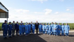 Президент Ильхам Алиев осмотрел плантации хлопка в Сальяне (ФОТО)