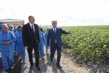 Президент Ильхам Алиев осмотрел плантации хлопка в Сальяне (ФОТО)