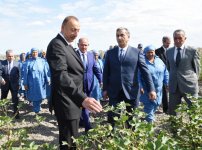 Президент Ильхам Алиев осмотрел плантации хлопка в Сальяне (ФОТО)