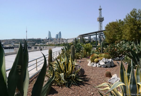 Невидимая жизнь Бакинского бульвара – фоторепортаж