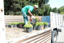 Невидимая жизнь Бакинского бульвара – фоторепортаж