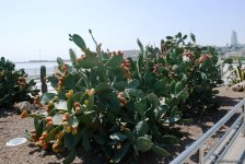 Невидимая жизнь Бакинского бульвара – фоторепортаж