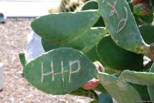 Невидимая жизнь Бакинского бульвара – фоторепортаж