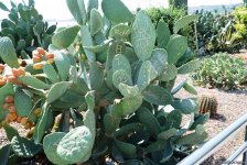 Невидимая жизнь Бакинского бульвара – фоторепортаж