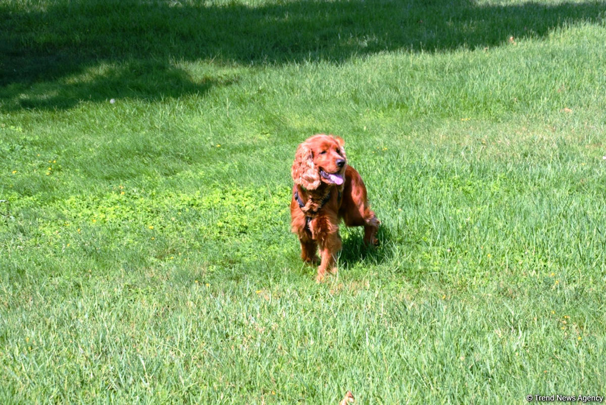 Невидимая жизнь Бакинского бульвара – фоторепортаж