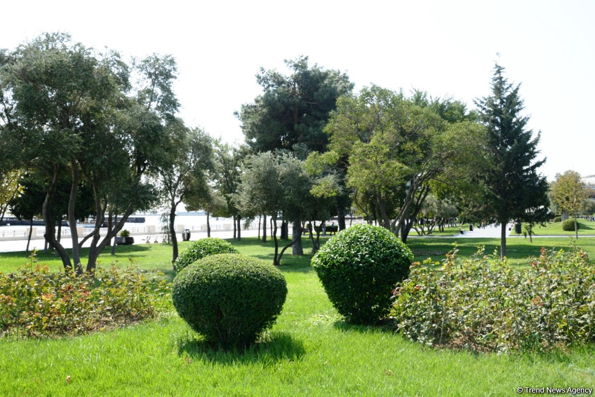 Невидимая жизнь Бакинского бульвара – фоторепортаж