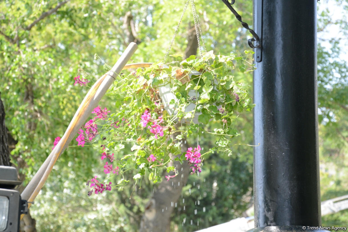 Невидимая жизнь Бакинского бульвара – фоторепортаж