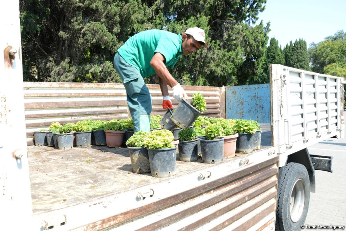 Невидимая жизнь Бакинского бульвара – фоторепортаж