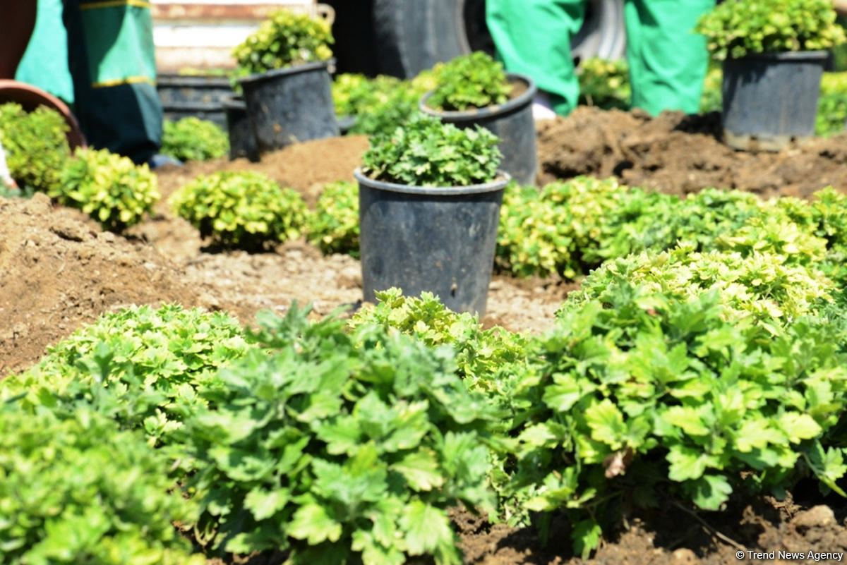 Невидимая жизнь Бакинского бульвара – фоторепортаж